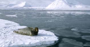 Arctic Ocean could be largely ice free within a decade
